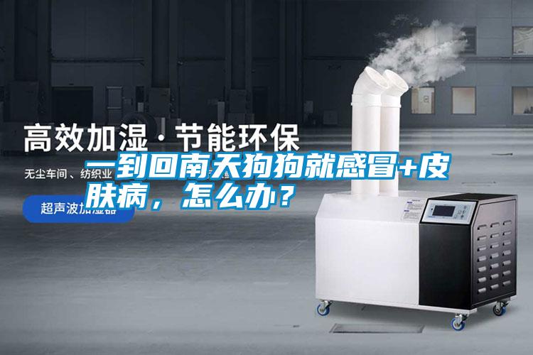 一到回南天狗狗就感冒+皮膚病，怎么辦？