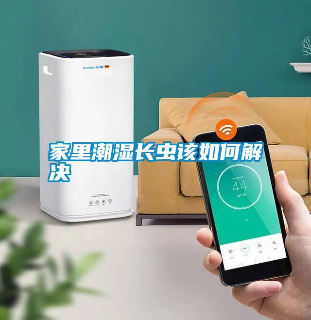 家里潮濕長(zhǎng)蟲(chóng)該如何解決