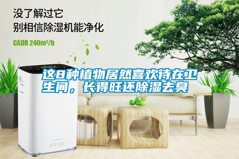 這8種植物居然喜歡待在衛生間，長得旺還除濕去臭