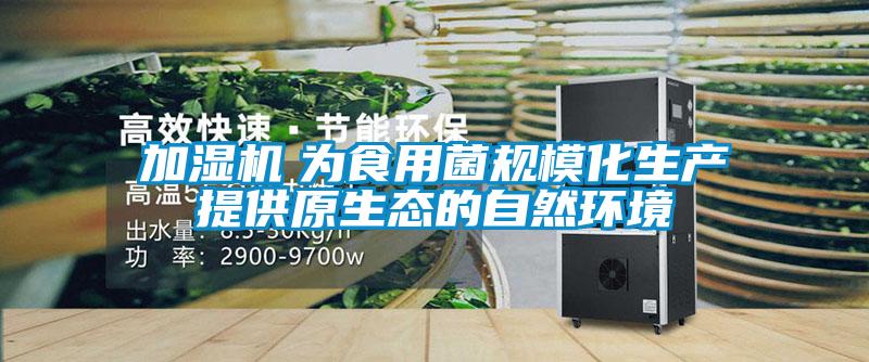 加濕機　為食用菌規模化生產提供原生態的自然環境