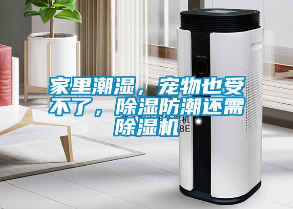 家里潮濕，寵物也受不了，除濕防潮還需除濕機